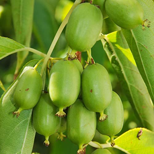 Actinidia Issai Selbstfruchtbar 1L Garten Pflanze mit Schönen Blüten - Die Perfekte Dekoration für Ihr Grundstück - Für Anfänger und Professionelle Gärtner - Leckeres und Gesundes Obst von Baumschule WEDROWSKI w