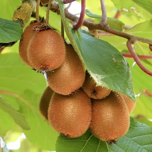 Actinidia Jenny aromatisierte Kiwi 2L Pflanze für Anfänger und professionelle Gärtner - Ideal für Kleingarten, Garten - Schöne Pflanze mit ungewöhnlichen Blüten - Genießen Sie jeden Tag ihre Farben von Baumschule WEDROWSKI w