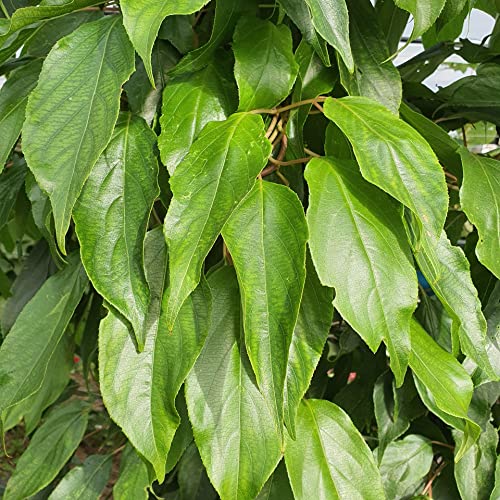 Actinidia Ostrea Männchen 1L - Pflanze für Anfänger und professionelle Gärtner - Ideal für Kleingarten, Garten - Schöne Pflanze mit ungewöhnlichen Blüten - Genießen Sie jeden Tag ihre Farben von Baumschule WEDROWSKI w