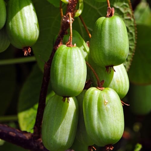 Actinidia Sentyabraskaya weiblich 1L Pflanze für Anfänger und professionelle Gärtner - Ideal für Kleingarten, Garten - Schöne Pflanze mit ungewöhnlichen Blüten - Genießen Sie jeden Tag ihre Farben von Baumschule WEDROWSKI w