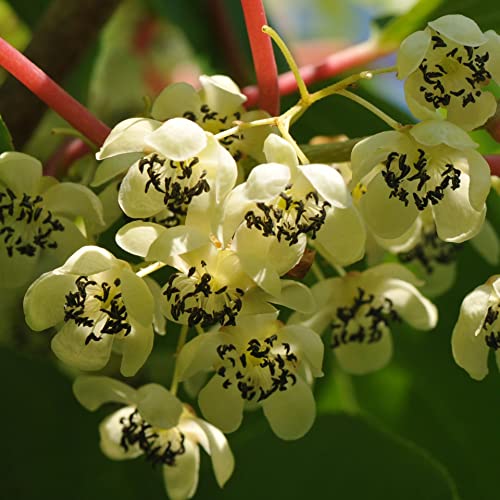 Actinidia Weiki Männlich 1L Garten Pflanze mit Schönen Blüten - Die Perfekte Dekoration für Ihr Grundstück - Für Anfänger und Professionelle Gärtner - Leckeres und Gesundes Obst von Baumschule WEDROWSKI w