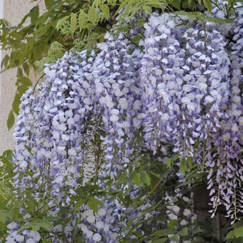 China Wisteria Amethyst 2L Pflanze für Anfänger und professionelle Gärtner - Ideal für Kleingarten, Garten - Schöne Pflanze mit ungewöhnlichen Blüten - Genießen Sie jeden Tag ihre Farben von Baumschule WEDROWSKI w