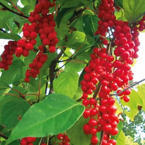 Chinesische Zitronengraswurzel 1L Pflanze für Anfänger und professionelle Gärtner - Ideal für Kleingarten, Garten - Schöne Pflanze mit ungewöhnlichen Blüten - Genießen Sie jeden Tag ihre Farben Chinesische Zitronengraswurzel 1L Pflanze für Anfänger und professionelle Gärtner - Ideal für Kleingarten, Garten - Schöne Pflanze mit ungewöhnlichen Blüten - Genießen Sie jeden Tag ihre Farben von Baumschule WEDROWSKI w