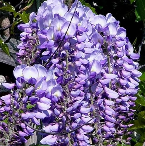 Chinesisches Glycin Violett 1L - Garten Pflanzen mit schönen Blüten - Die perfekte Dekoration für Ihr Grundstück - Für Anfänger und professionelle Gärtner - Garten Wanddekoration Für alle Jahreszeiten Chinesisches Glycin Violett 1L - Garten Pflanzen mit schönen Blüten - Die perfekte Dekoration für Ihr Grundstück - Für Anfänger und professionelle Gärtner - Garten Wanddekoration Für alle Jahreszeiten von Baumschule WEDROWSKI w