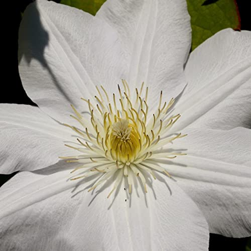 Clematis Großblütige Jan Paweł II 1L - Pflanze für Anfänger und professionelle Gärtner - Ideal für Kleingarten, Garten - Schöne Pflanze mit ungewöhnlichen Blüten - Genießen Sie jeden Tag ihre Farben von Baumschule WEDROWSKI w