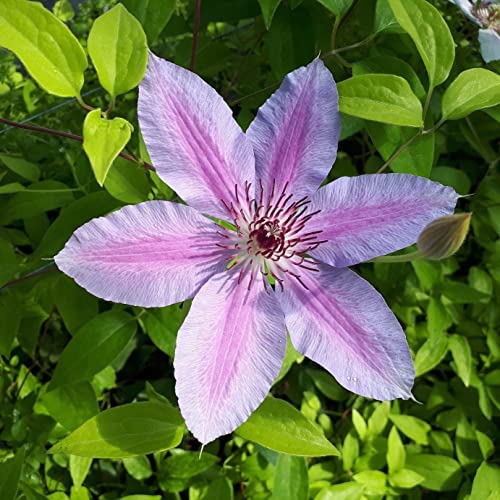 Clematis Großblütige Nelly Moser 1L - Pflanze für Anfänger und professionelle Gärtner - Ideal für Kleingarten, Garten - Schöne Pflanze mit ungewöhnlichen Blüten - Genießen Sie jeden Tag ihre Farben von Baumschule WEDROWSKI w