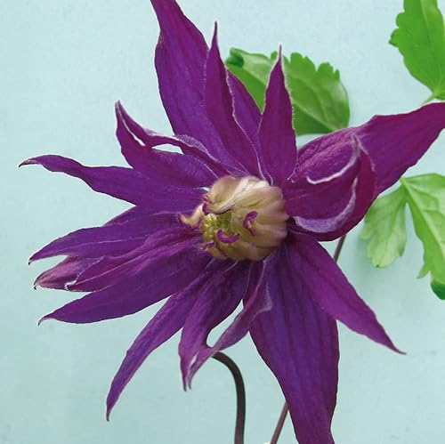 Clematis Lila Spinne botanisch 1L Pflanze für Anfänger und professionelle Gärtner - Ideal für Kleingarten, Garten - Schöne Pflanze mit ungewöhnlichen Blüten - Genießen Sie jeden Tag ihre Farben von Baumschule WEDROWSKI w