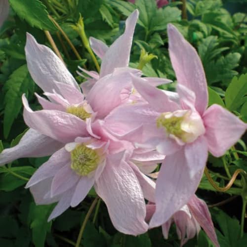 Clematis Markham’s Pink 1L - Pflanze für Anfänger und professionelle Gärtner - Ideal für Kleingarten, Garten - Schöne Pflanze mit ungewöhnlichen Blüten - Genießen Sie jeden Tag ihre Farben von Baumschule WEDROWSKI w