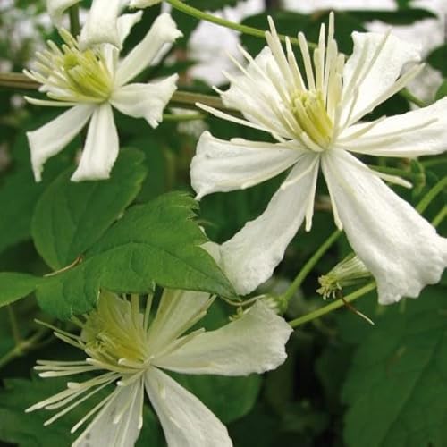 Clematis Paul Farges 2L - Charmanter, sehr kräftig wachsender Kletterer von Baumschule WEDROWSKI w