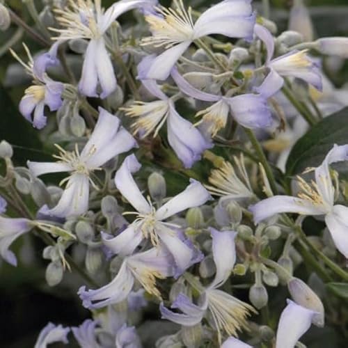 Clematis Praecox 2L - Gesunde und widerstandsfähige Sorte von Baumschule WEDROWSKI w