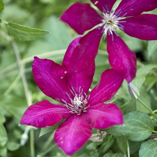 Clematis Solidarność 1L - Medaillengewinner der Ausstellung in den Niederlanden Clematis Solidarność 1L - Medaillengewinner der Ausstellung in den Niederlanden von Baumschule WEDROWSKI w