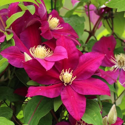Clematis Sunset 1L - Sie blüht zweimal im Jahr Clematis Sunset 1L - Sie blüht zweimal im Jahr von Baumschule WEDROWSKI w