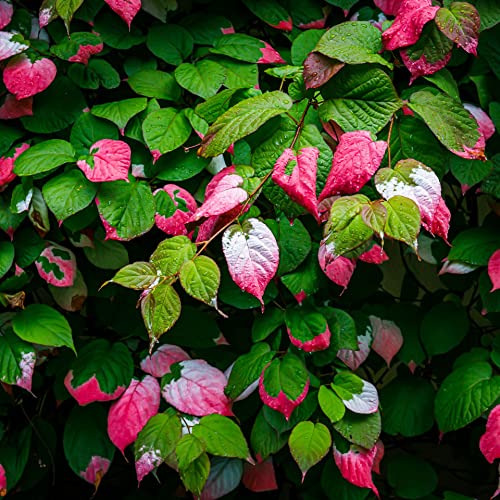 Dr. Szymanowski Actinidia astragalus hermaphrodite 2L Pflanze für Anfänger und professionelle Gärtner - Ideal für Kleingarten, Garten - Schöne Pflanze mit ungewöhnlichen Blüten von Baumschule WEDROWSKI w