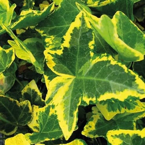 Efeu Harold 1L Pflanze für Anfänger und professionelle Gärtner - Ideal für Kleingarten, Garten - Schöne Pflanze mit ungewöhnlichen Blüten - Genießen Sie jeden Tag ihre Farben von Baumschule WEDROWSKI w
