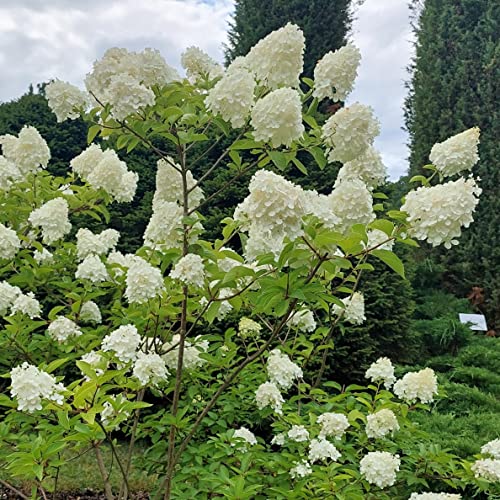 Hortensien Polar Bear 2L Pflanze für Anfänger und professionelle Gärtner - Ideal für Kleingarten, Garten - Schöne Pflanze mit ungewöhnlichen Blüten - Genießen Sie jeden Tag ihre Farben von Baumschule WEDROWSKI w