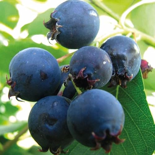 Thiessen Apfelbaum 1L Garten Pflanze mit Schönen Blüten - Die Perfekte Dekoration für Ihr Grundstück - Für Anfänger und Professionelle Gärtner - Leckeres und Gesundes Obst von Baumschule WEDROWSKI w