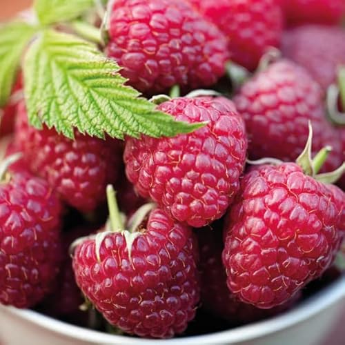 Herbstliche Rote Himbeere 2L Garten Pflanze mit Schönen Blüten - Die Perfekte Dekoration für Ihr Grundstück - Für Anfänger und Professionelle Gärtner - Leckeres und Gesundes Obst von Baumschule WEDROWSKI w