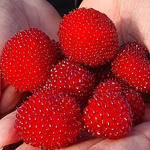 Himbeere-Erdbeere 1L Garten Pflanze mit Schönen Blüten - Die Perfekte Dekoration für Ihr Grundstück - Für Anfänger und Professionelle Gärtner - Leckeres und Gesundes Obst von Baumschule WEDROWSKI w