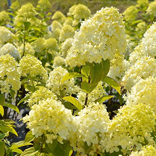 Hortensie Candlelight 2L Pflanze für Anfänger und professionelle Gärtner - Ideal für Kleingarten, Garten - Schöne Pflanze mit ungewöhnlichen Blüten - Genießen Sie jeden Tag ihre Farben von Baumschule WEDROWSKI w