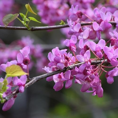 Judasbäume 2L - Sehr zahlreiche und wohlriechende Blüten von Baumschule WEDROWSKI w