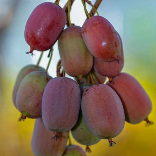KIWI Ken's Red weiblich 2L – Mini-Kiwis werden immer beliebter von Baumschule WEDROWSKI w