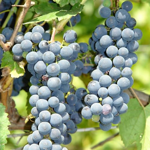 Kaskade Weinstock 2L Pflanze für Anfänger und professionelle Gärtner - Ideal für Kleingarten, Garten - Schöne Pflanze mit ungewöhnlichen Blüten - Genießen Sie jeden Tag ihre Farben von Baumschule WEDROWSKI w