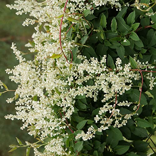 Knöterich Aubert's 1L Garten Pflanzen mit schönen Blüten - Die perfekte Dekoration für Ihr Grundstück - Für Anfänger und professionelle Gärtner - Eine schöne Blume Pflanze von Baumschule WEDROWSKI w