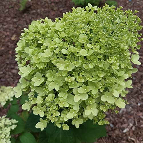 Limettenbouquet Hortensie 2L Limettenbouquet Hortensie 2L von Baumschule WEDROWSKI w