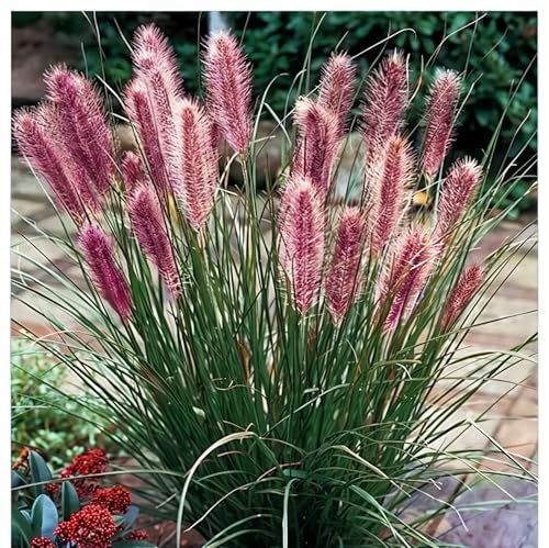 Pennisetum alopecutoides Red Head 1L - Eines der beliebtesten Ziergräser Pennisetum alopecutoides Red Head 1L - Eines der beliebtesten Ziergräser von Baumschule WEDROWSKI w