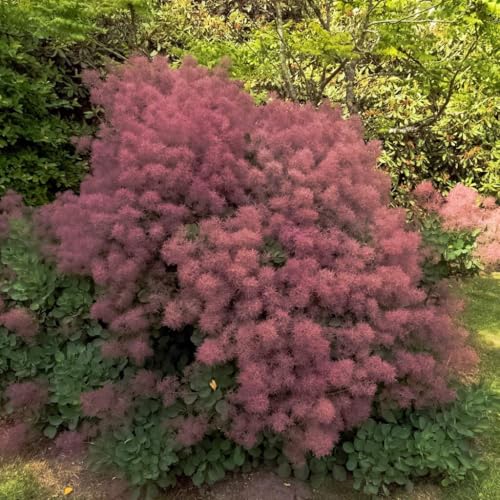 Perückenstrauch Rubrifolius 2L - Einer der originelleren Gartensträucher von Baumschule WEDROWSKI w