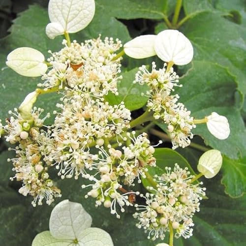 Spalthortensie Schizophragma hydrangeoides 1L - Angenehmer Honigduft Spalthortensie Schizophragma hydrangeoides 1L - Angenehmer Honigduft von Baumschule WEDROWSKI w