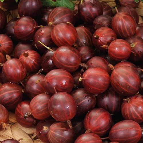 Stachelbeere Rote Hinnonmaki rot 2L von Baumschule WEDROWSKI w