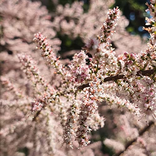 Tamariske 1L Pflanze für Anfänger und professionelle Gärtner - Ideal für Kleingarten, Garten - Schöne Pflanze mit ungewöhnlichen Blüten - Genießen Sie jeden Tag ihre Farben von Baumschule WEDROWSKI w