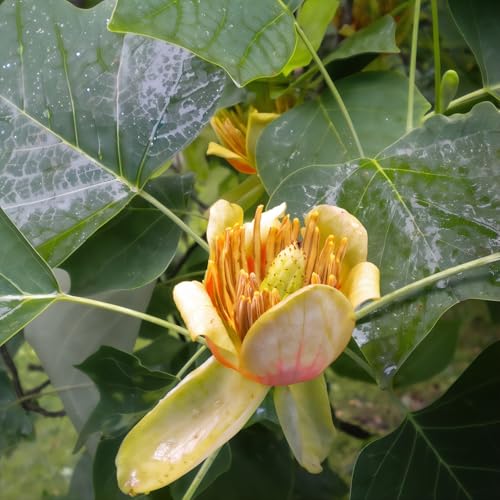 Tulpenbaum 2L - Die Blüten und Blätter ähneln denen einer Tulpe von Baumschule WEDROWSKI w