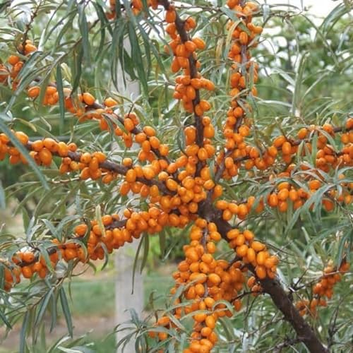 Weiblicher Sanddorn Botaniczeskaja 1L Garten Pflanze mit Schönen Blüten - Die Perfekte Dekoration für Ihr Grundstück - Für Anfänger und Professionelle Gärtner - Leckeres und Gesundes Obst von Baumschule WEDROWSKI w