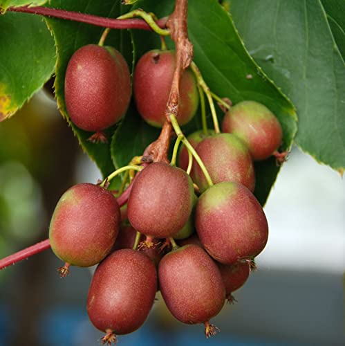 Weiki weiblich Fuchsschwanz Aktinidien 2L Pflanze für Anfänger und professionelle Gärtner - Ideal für Kleingarten, Garten - Schöne Pflanze mit ungewöhnlichen Blüten von Baumschule WEDROWSKI w