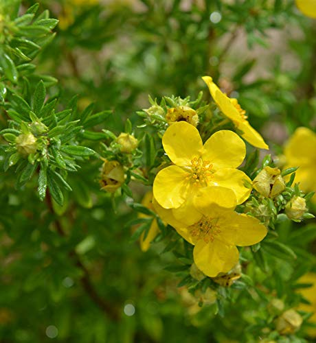 10x Fünffingerstrauch Goldstern - Potentilla fruticosa - Gartenpflanze von Baumschule