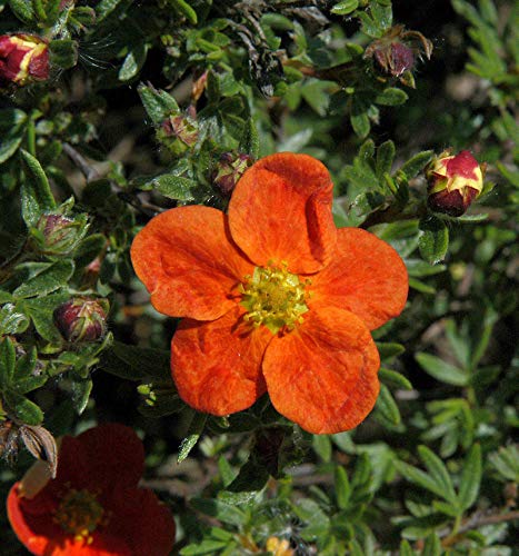 10x Fünffingerstrauch Red Ace - Potentilla fruticosa - Gartenpflanze von Baumschule