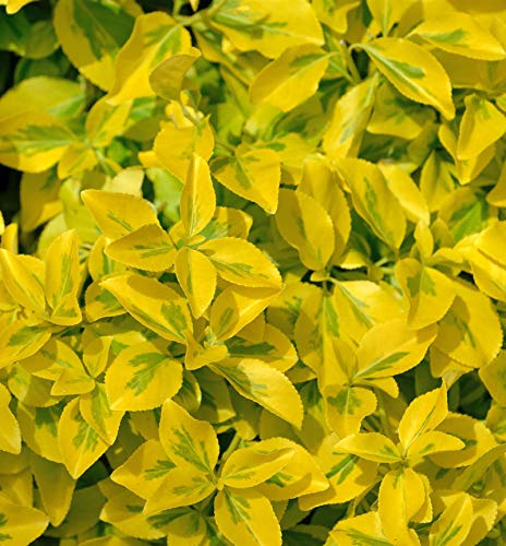 10x Goldbunte Kriechspindel Emerald Gold 10-15cm - Euonymus fortunei von Baumschule