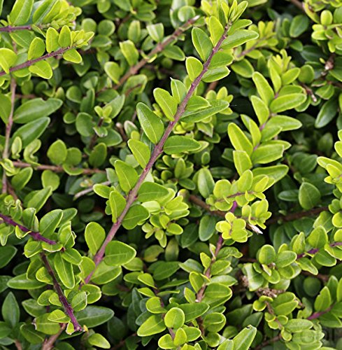 10x Heckenmyrte Maigrün 10-15cm - Lonicera nitida - Gartenpflanze von Baumschule