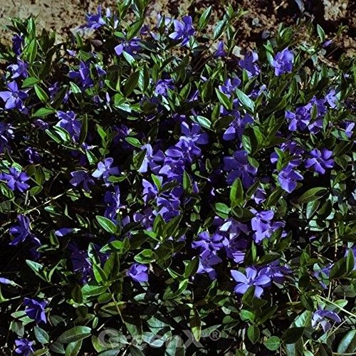 10x Immergrün Flower Power - Vinca minor 10x Immergrün Flower Power - Vinca minor von Baumschule