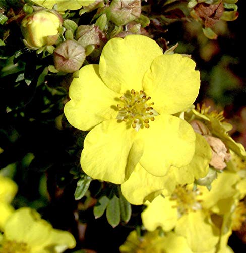 10x Kleiner Spierstrauch Goldteppich - Potentilla fruticosa von Baumschule