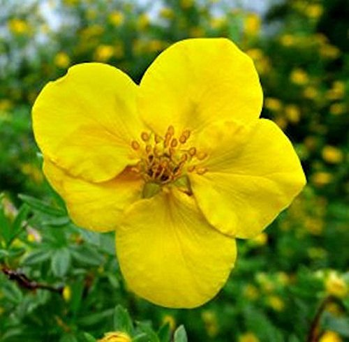 10x Kleiner Spierstrauch Kobald - Potentilla fruticosa von Baumschule
