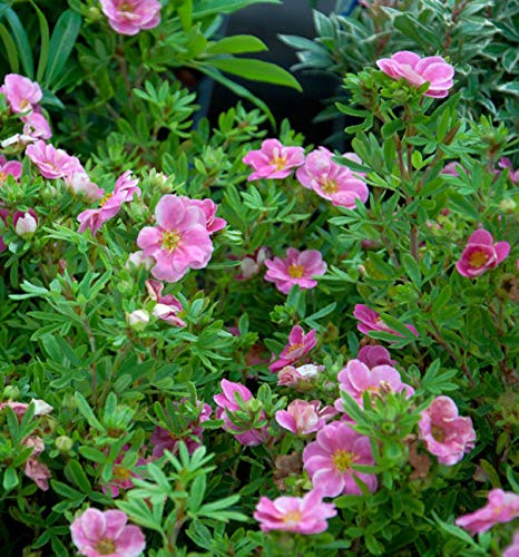 10x Kleiner Spierstrauch Pink Queen - Potentilla fruticosa von Baumschule