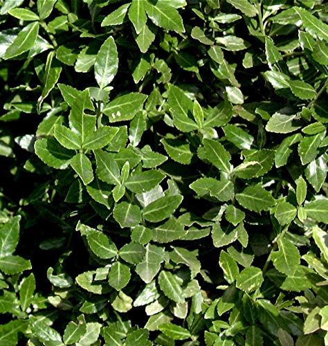 10x Kriechspindel radicans 10-15cm - Euonymus fortunei von Baumschule