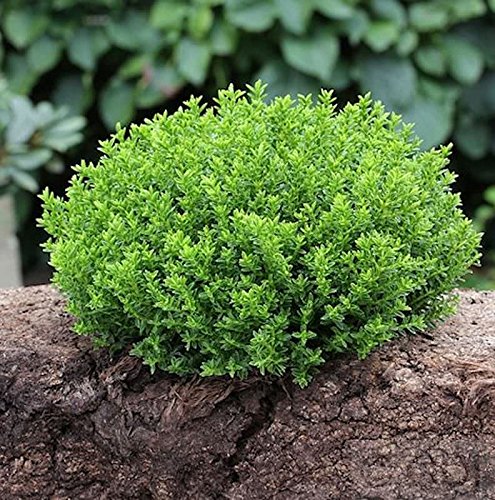 10x Strauchveronika Green Globe - Hebe - Gartenpflanze von Baumschule