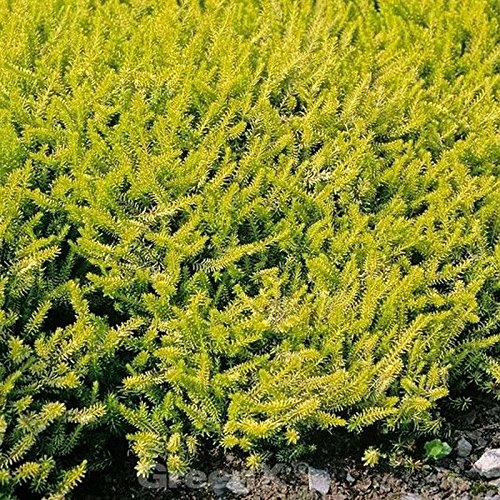 10x Winterheide Golden Starlet - Erica carnea - Gartenpflanze von Baumschule