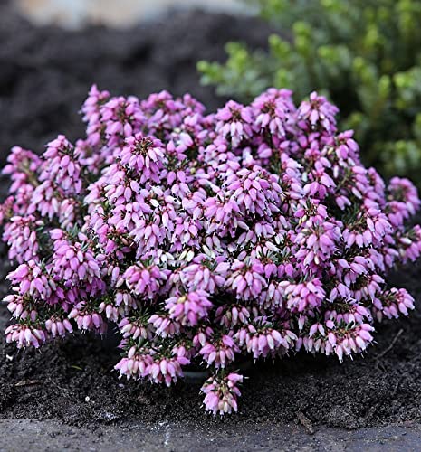 10x Winterheide Rosantha - Erica carnea - Gartenpflanze von Baumschule
