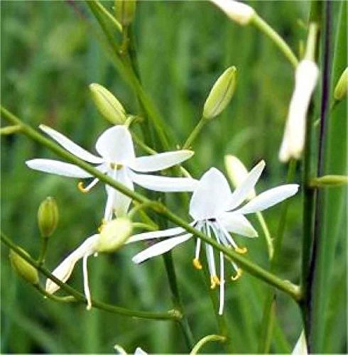 Ästige Graslilie - Anthericum ramosum - Gartenpflanze von Baumschule