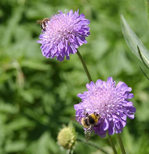 Ackerskabiose - Knautia arvensis - Gartenpflanze von Baumschule